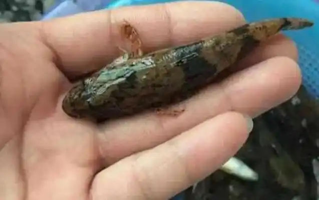 趴地虎的鱼学名叫沙塘鳢.