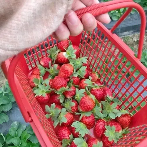 学校(花海就在路边)高明区丁氏草莓园丁氏草莓园一共种植了10亩草莓地