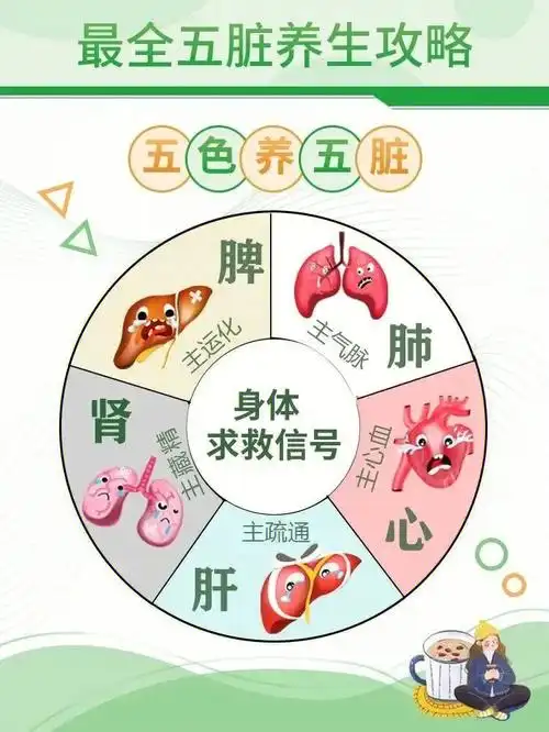 五脏养生攻略