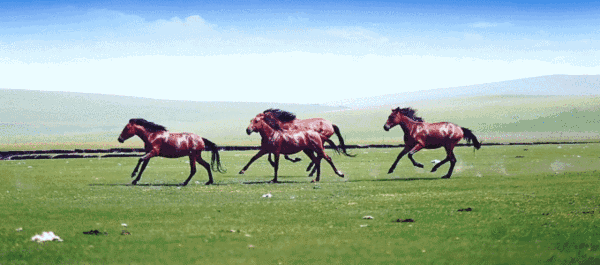 600_265gif 动态图 动图