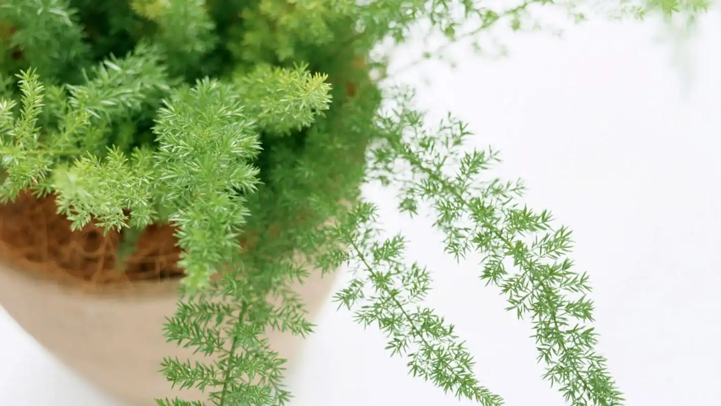 小清新家居静物简约风格桌面壁纸下载 第一辑