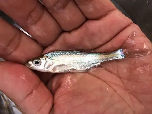 大量供应鱼苗 西杂鲟批发 鸭嘴鱼苗厂家