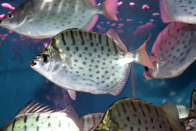 请教:有种鱼长的像鲳鱼,背上有斑点,还有尖牙.