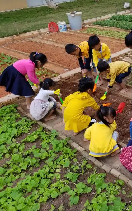撸起袖子来种菜——三沙市永兴学校社会体验活动之种菜