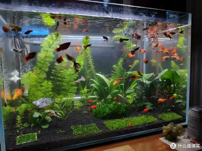 新手养鱼怎么布置鱼缸?3个步骤,6样东西就能轻松完成