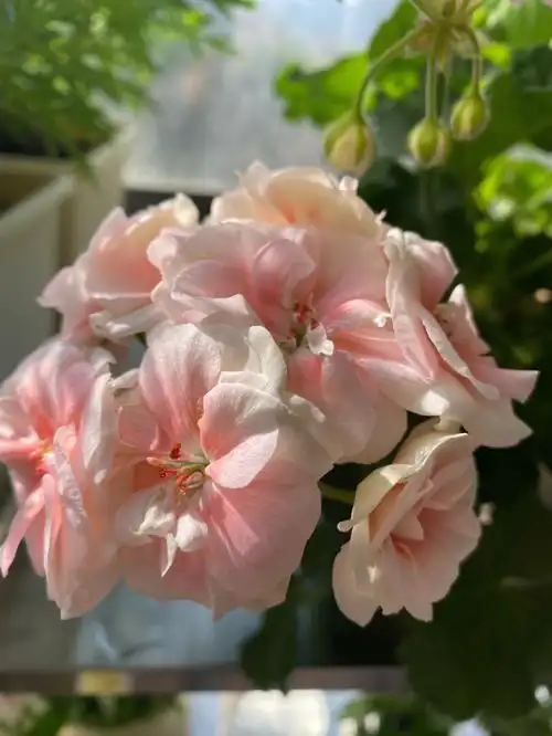 天竺葵国王春见花开