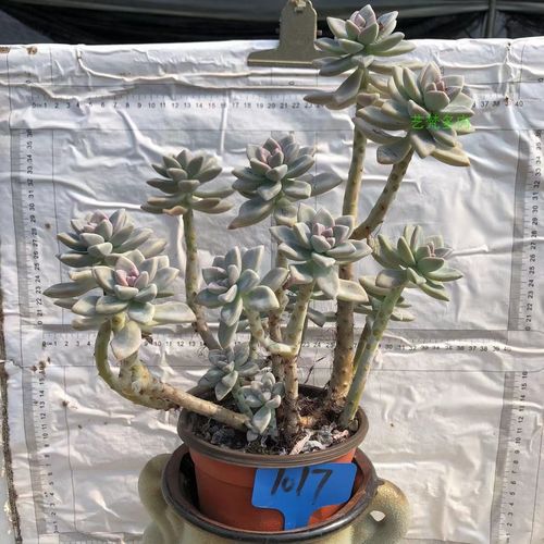 淡雪一物一拍造型老桩多肉植物贵货悬崖盆栽超大稀有品种特大绿植