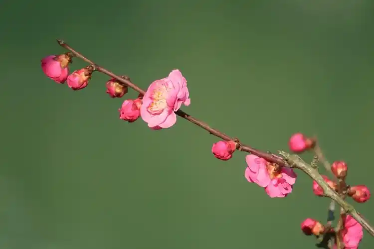 红梅花儿开:瞥眼繁华处处空,寒林独透一枝红.摄影/二三里