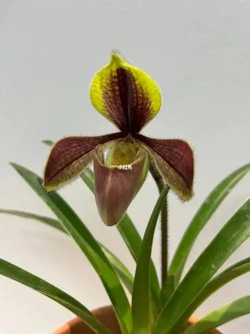 红旗*紫毛兜兰|桌面小植物