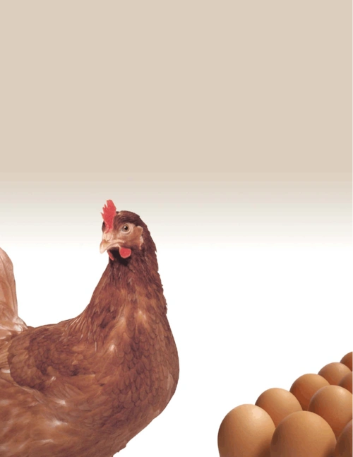 海兰褐商品蛋鸡手册2011