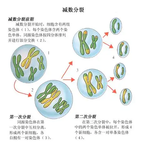 p>减数分裂(meiosis)是 a target="_blank" href="/item/有性生殖