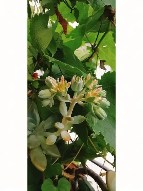 石莲默默开花了