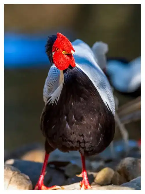 白鹇(雄,雌).摄于广东乳源南岭国家森林公园.