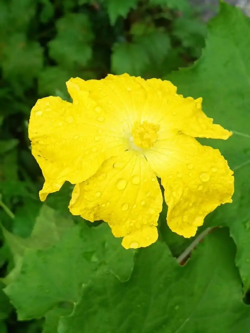 丝瓜的小黄花,很漂亮 94丝瓜是葫芦科,丝瓜属,一年生攀援草本植物