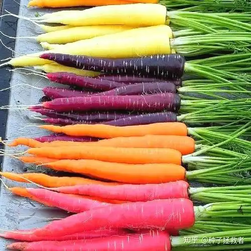 秋冬季适播品种推荐彩虹胡萝卜rainbowblendcarrot