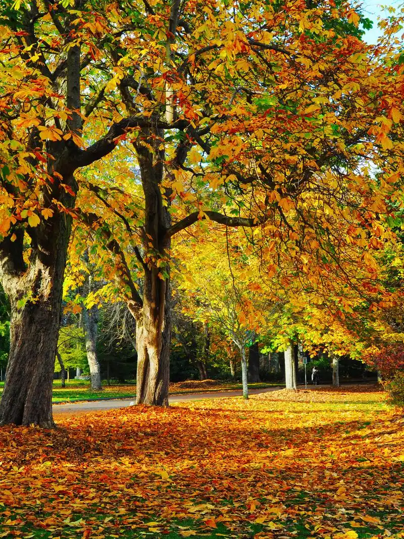 秋叶景色:秋天是赏叶的好时节,树叶逐渐变成了各种美丽的色彩,如红