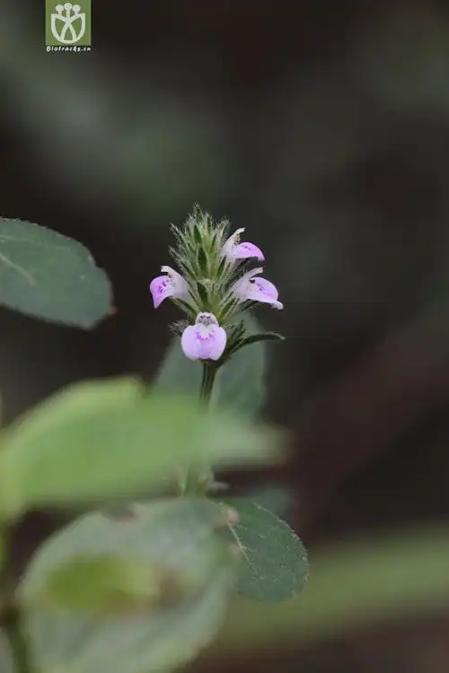 爵床(justicia procumbens) (0).jpg 相邻时间拍摄的照片      张