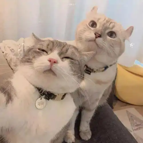 两只小猫的情侣头像!