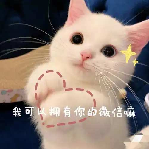 求这种要心动对象联系方式的表情包