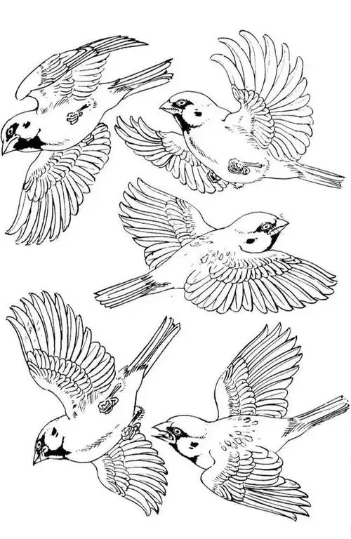 各种姿态的白描麻雀