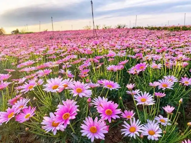 百万花海为你盛开 - 美篇