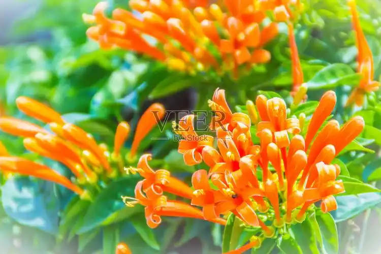 美丽的橙色喇叭花(火藤)盛开的背景.