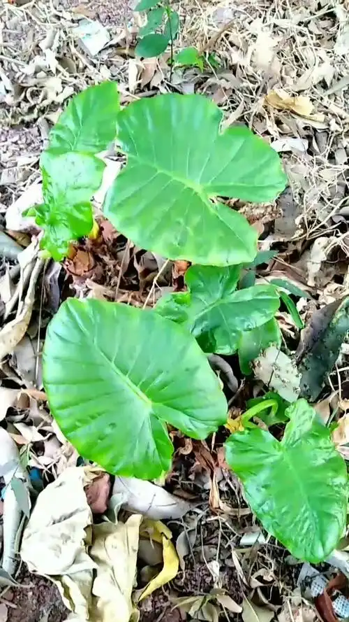 这种心形的叶子叫什么?