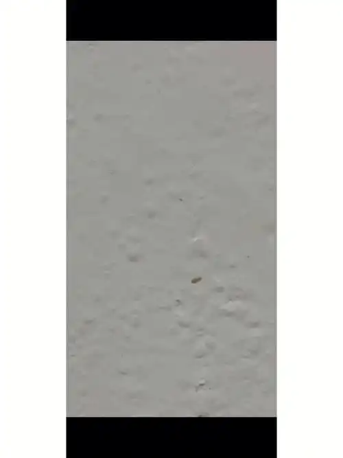 房间发现书虱崩溃