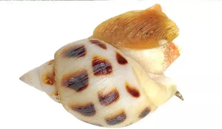 每天认识一种鱼217丨东风螺香甜可口的花螺