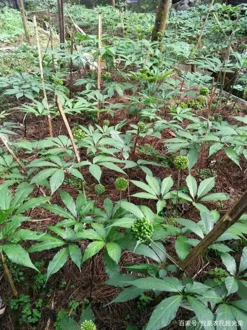 稀有药材黑人参图片欣赏