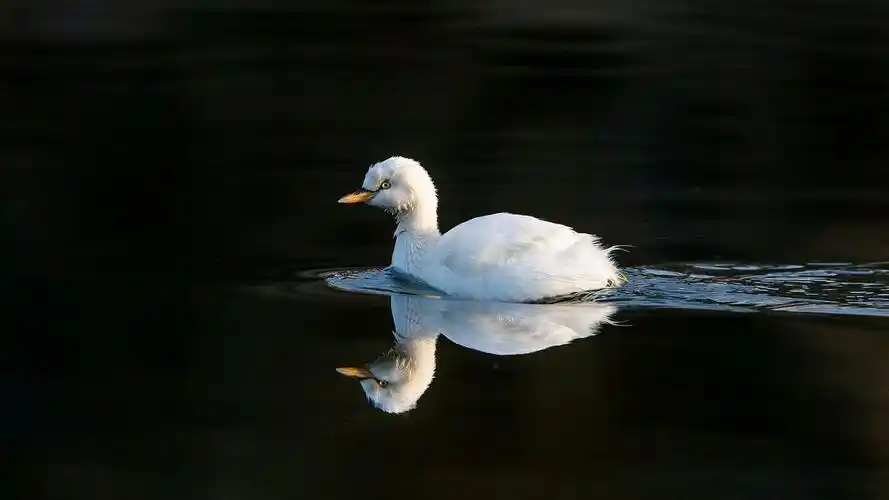 稀奇的白䴙䴘(发音pi,ti ) - 邻友圈