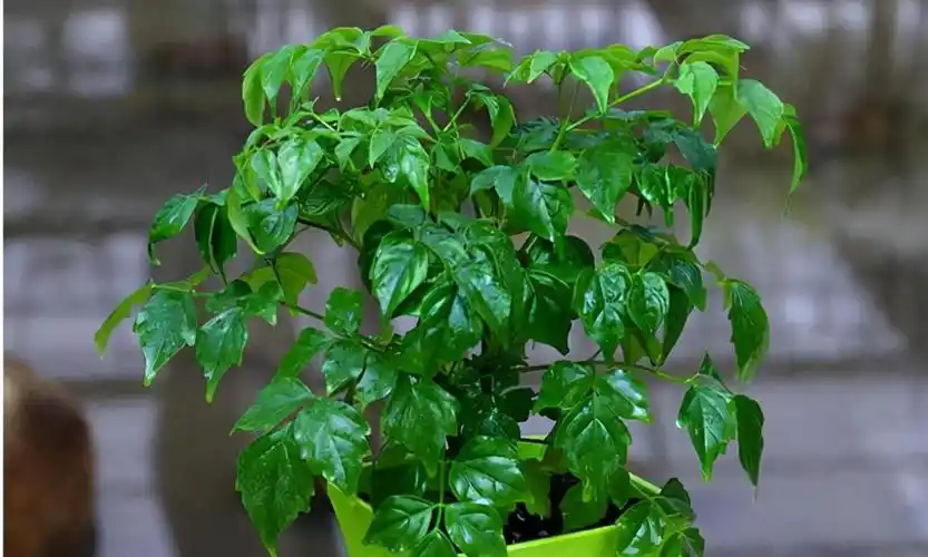 幸福树用什么肥料才能旺盛,幸福树施肥注意事项 绿植养护 第1张