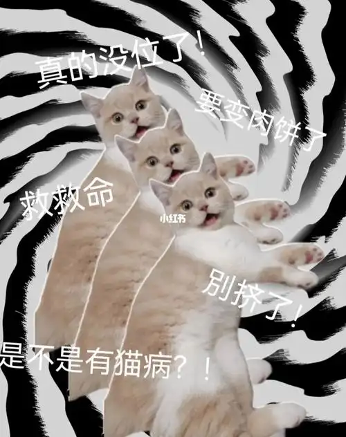 我家宠物好可爱  #表情包  #表情包分享  #卑微打工仔