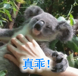 考拉呆萌的搞笑文字表情包