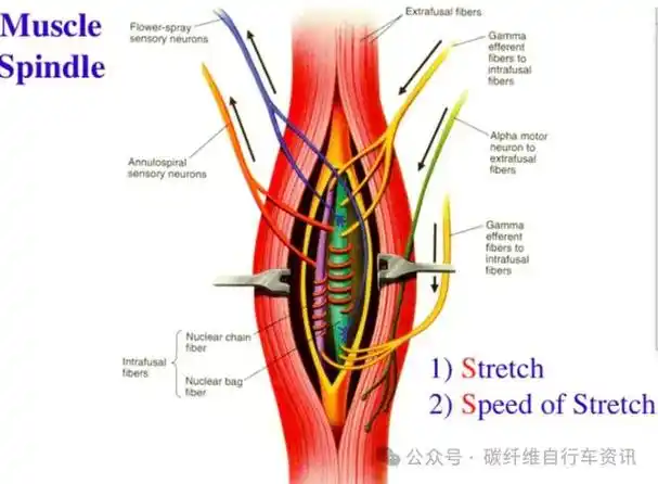 骑自行车时抽筋?可能是这些原因导致的