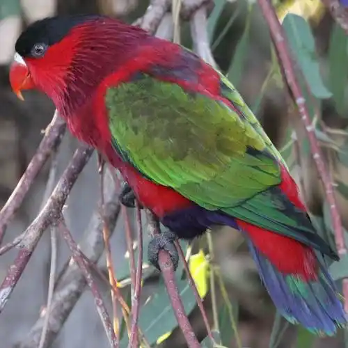p>紫腹吸蜜鹦鹉(学名:lorius hypoinochrous)羽色鲜艳,鸟体为红色
