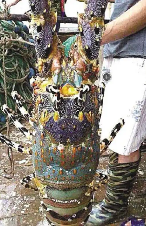 渔民捕到神秘龙虾 中华锦绣龙虾来历解析