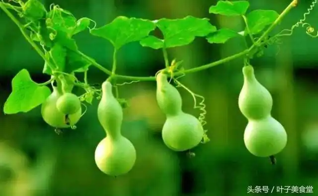 一根藤上七个瓜,长出来七个葫芦娃.