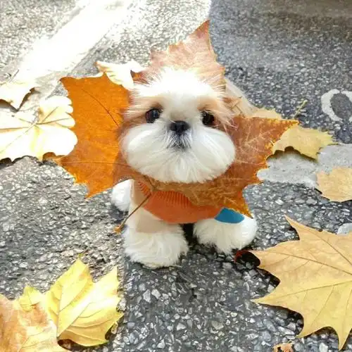 新的狗狗头像拍了拍你