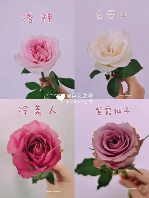 每日识花洛神白雪山冷美人紫霞仙子