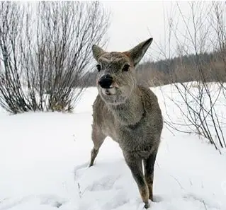 《爸爸去哪儿》促"傻狍子"爆红 萌兽来袭大起底