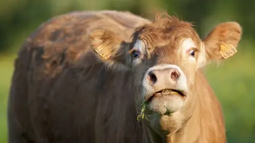 桌布 牛抬头,头 1920x1200 hd 高清桌布, 图片, 照片