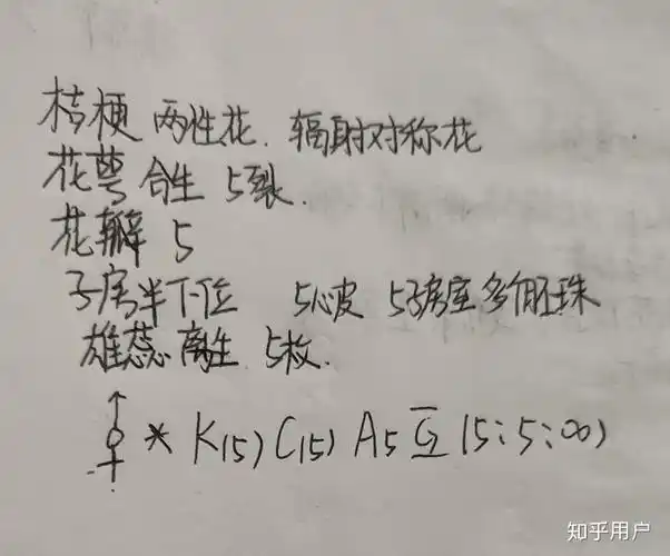 洋桔梗的花程式怎么写