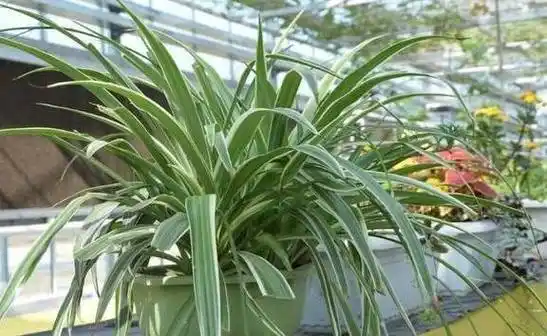 吊兰杂乱不美观,干脆把它剪秃了,彻底改造,来个华丽的