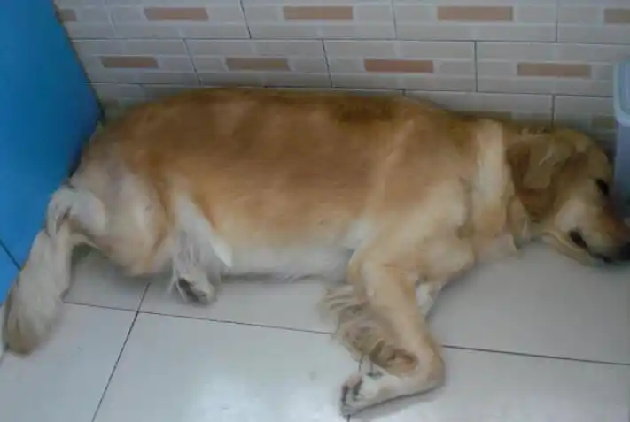 狗狗怀孕45天显肚子吗