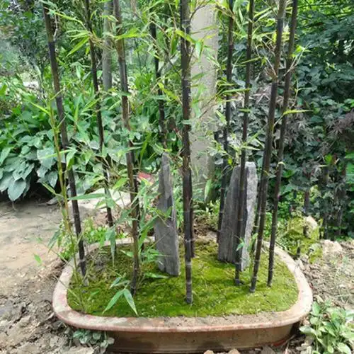 荸塍盆栽竹子苗庭院植物紫竹苗青竹罗汉竹金镶玉竹佛肚竹根观赏绿化苗