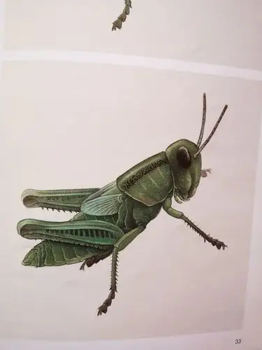 工笔草虫 王永才