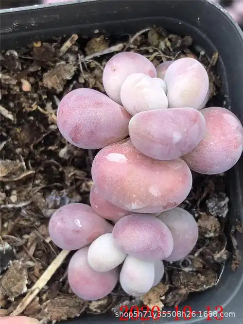 094多肉植物大棚批发 露养精品腰子蛋单头带杆子 品相一流裸根发