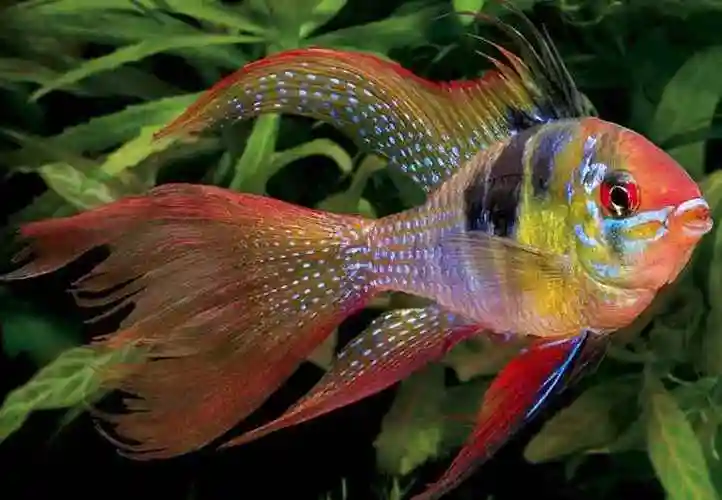 关于七彩凤凰鱼的繁殖问题,本文为你提供详解解答!