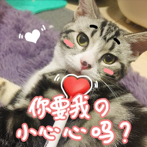 可爱呆萌搞怪猫咪拍摄图表情包